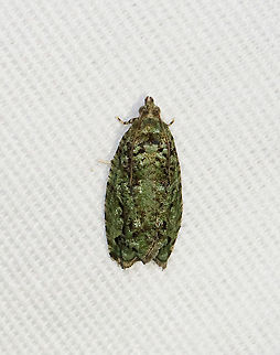 Proteoteras moffatiana Habitat: Attracted to a 365 + 395 nm LED light in a semi-rural area

2021(167) Geotagged,Moth Week 2021,Proteoteras,Proteoteras moffatiana,Summer,United States,moth