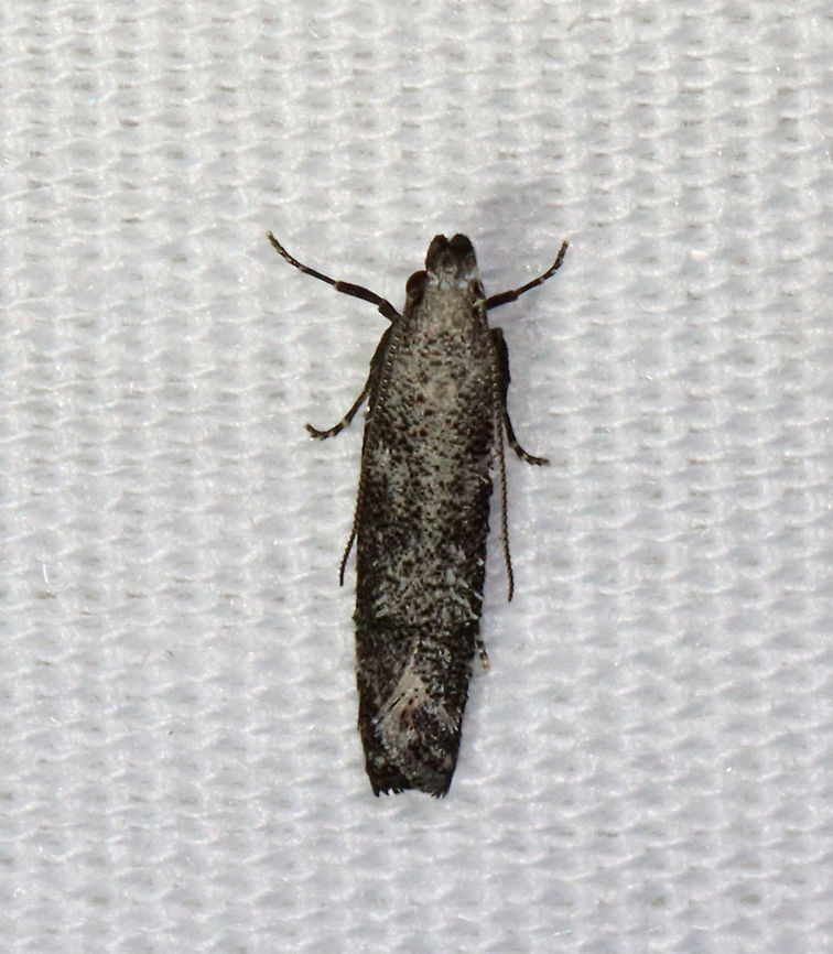 Inverse Dichomeris - Dichomeris inversella Fun fact: This moth looked like oreo cookie ice cream<br />
<br />
TL: ~8 mm. Peppery/silvery gray FW with faint darker bands. Host: Possibly Hickory.<br />
<br />
Habitat: Attracted to a 365 + 395 nm LED light in a semi-rural area<br />
<br />
2021(168) Dichomeris,Dichomeris inversella,Gelechiidae,Geotagged,Inversed Dichomeris,Moth Week 2021,Summer,United States,moth
