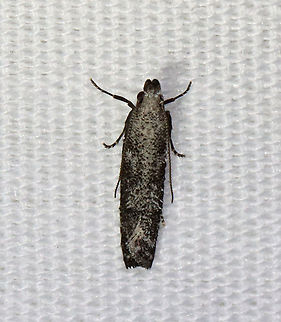 Inverse Dichomeris - Dichomeris inversella Fun fact: This moth looked like oreo cookie ice cream

TL: ~8 mm. Peppery/silvery gray FW with faint darker bands. Host: Possibly Hickory.

Habitat: Attracted to a 365 + 395 nm LED light in a semi-rural area

2021(168) Dichomeris,Dichomeris inversella,Gelechiidae,Geotagged,Inversed Dichomeris,Moth Week 2021,Summer,United States,moth