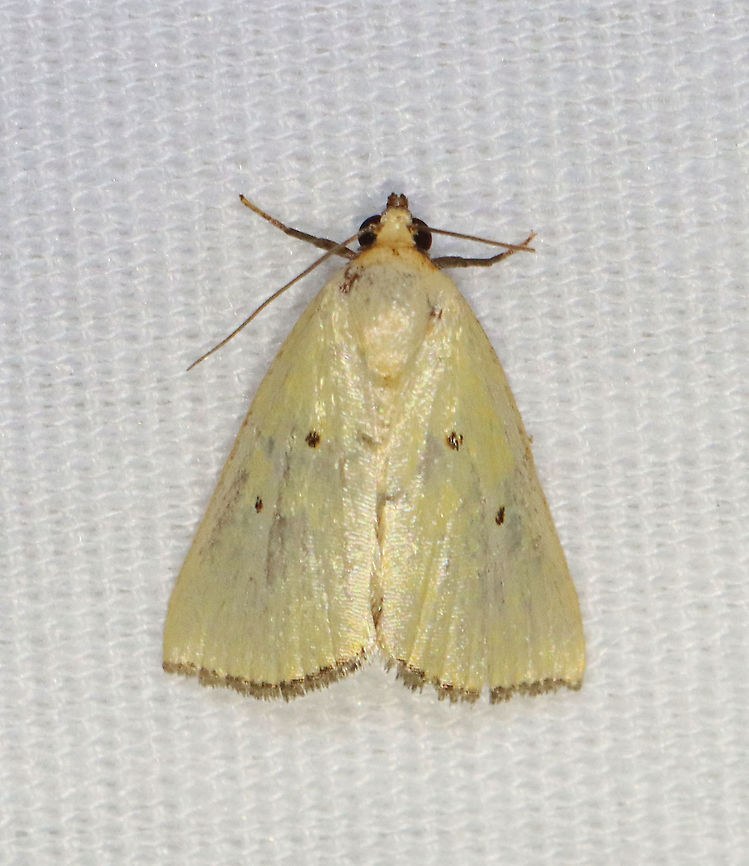 Black-bordered Lemon Moth - Marimatha nigrofimbria TL: 10 mm. It usually has lemon-yellow forewings, but this moth&#039;s wings were more tan than yellow. Forewings have tiny, black claviform and reniform dots. The terminal line is blackish with purplish gray fringe.<br />
<br />
Habitat: Attracted to 365+395 nm LED lights in a semi-rural area.<br />
<br />
2021(d)<br />
<br />
 Black-bordered Lemon Moth,Geotagged,Marimatha,Marimatha nigrofimbria,Moth Week 2021,Noctuidae,Summer,United States,moth