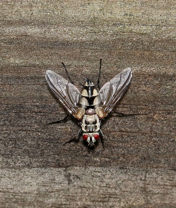Bristle Fly - Zelia vertebrata This beauty landed on a gate briefly and then took off.<br />
<br />
Habitat: Deciduous forest Geotagged,Summer,Tachinidae,United States,Zelia,Zelia vertebrata,bristle fly,fly