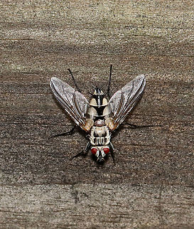Bristle Fly - Zelia vertebrata This beauty landed on a gate briefly and then took off.

Habitat: Deciduous forest Geotagged,Summer,Tachinidae,United States,Zelia,Zelia vertebrata,bristle fly,fly