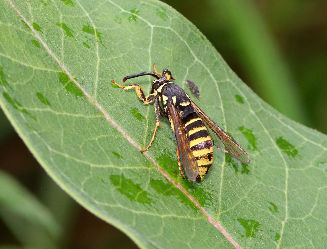 Pin Oak Clearwing - Paranthrene pellucida Habitat: Meadow Geotagged,Moth Week 2021,Paranthrene pellucida,Pin Oak Clearwing,Sesiidae,Summer,United States,clearwing moth,moth