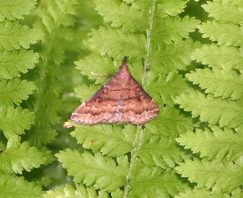 Sociable Renia - Renia factiosalis Habitat: Mesic, deciduous forest Geotagged,Moth Week 2021,Renia,Renia factiosalis,Sociable Renia,Summer,United States,moth