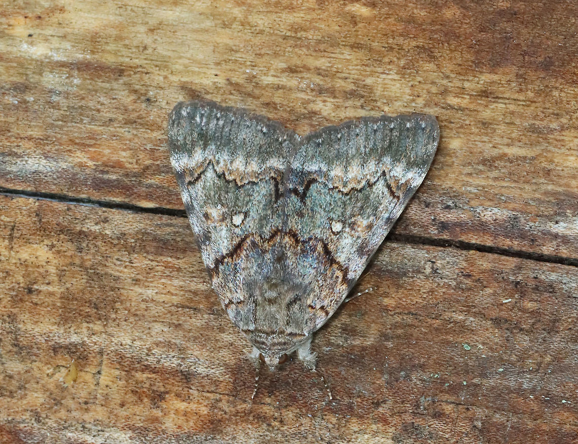 Epione Underwing - Catocala epione Habitat: Meadow Catocala,Catocala epione,Epione Underwing,Erebidae,Geotagged,Moth Week 2021,Summer,United States,moth,underwing