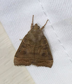 Even-lined Sallow - Ipimorpha pleonectusa TL: ~20 mm. Pale brown FW that was tinge olive green. Slightly darker claviform, orbicular, and reniform spots. Thorax has dorsal ridge. Hosts: Aspen, balsam poplar, and willow.

Habitat: Attracted to 365+395 nm LED lights in a semi-rural area.

2021(169) Even-lined Sallow,Geotagged,Ipimorpha pleonectusa,Moth Week 2021,Noctuidae,Summer,United States,moth,sallow