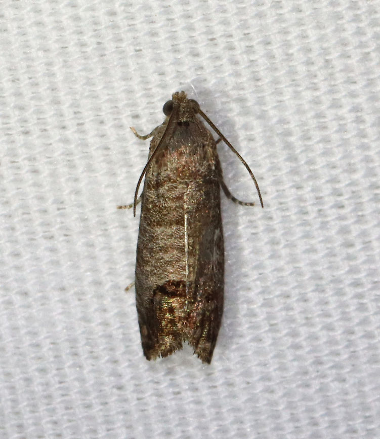 Codling Moth - Cydia pomonella TL: 12 mm. Brownish gray FW with fine, darker bands. Large patch in inner ST area that has fragmented bronze bars. Hosts: Apple, pear, and plum. *Introduced from Europe; this species is a fruit tree pest.<br />
<br />
Habitat: Attracted to 365+395 nm LED lights in a semi-rural area<br />
<br />
2021(d) Codling moth,Cydia,Cydia pomonella,Geotagged,Moth Week 2021,Summer,United States,moth