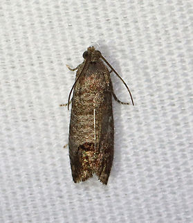 Codling Moth - Cydia pomonella TL: 12 mm. Brownish gray FW with fine, darker bands. Large patch in inner ST area that has fragmented bronze bars. Hosts: Apple, pear, and plum. *Introduced from Europe; this species is a fruit tree pest.

Habitat: Attracted to 365+395 nm LED lights in a semi-rural area

2021(d) Codling moth,Cydia,Cydia pomonella,Geotagged,Moth Week 2021,Summer,United States,moth