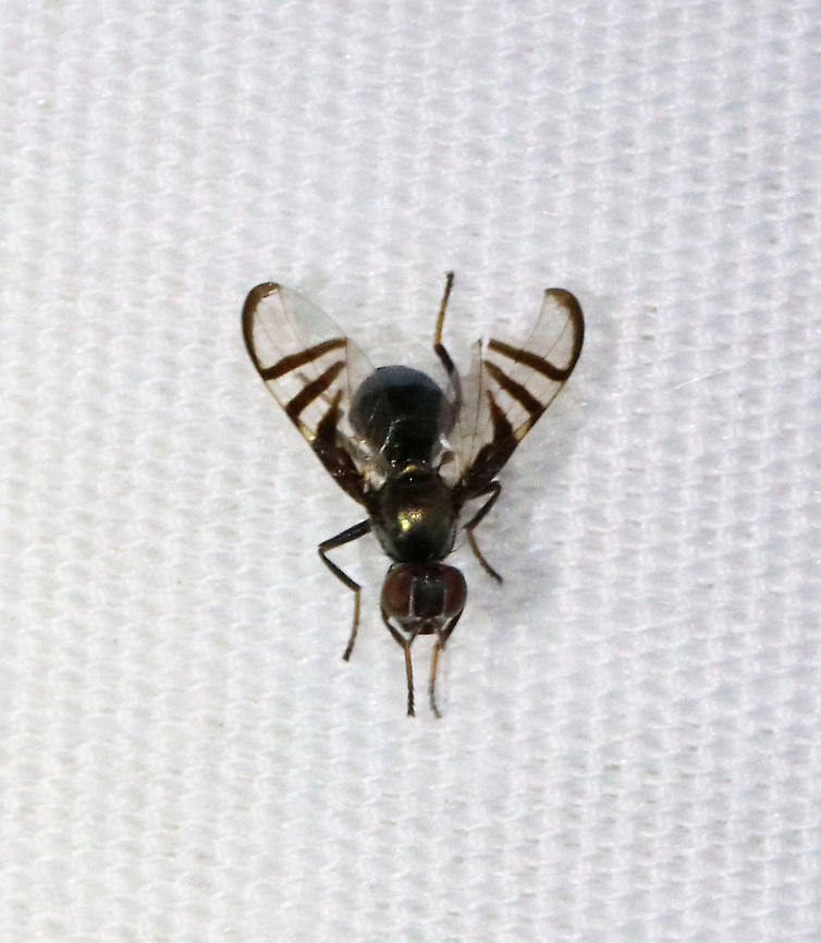 Signal Fly - Rivellia sp. This a tough one to ID to species. In NO particular order, I think it might be one of the following: Rivellia variabilis, Rivellia winifredae, Rivellia winifredae, or Rivellia conjuncta. So, hmm.<br />
<br />
Habitat: Attracted to a light; semi-rural area Diptera,Geotagged,Rivellia,Summer,United States,fly,signal fly