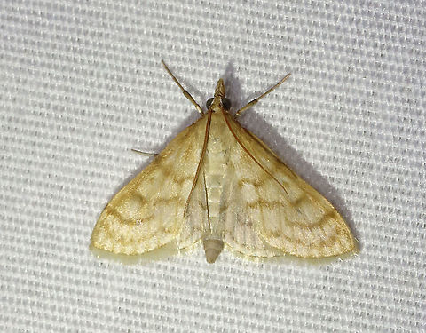 Paracorsia repandalis Habitat: Attracted to 365+395 nm LED lights in a semi-rural area.

2021(170) Crambidae,Geotagged,Moth Week 2021,Paracorsia,Paracorsia repandalis,Summer,United States,moth