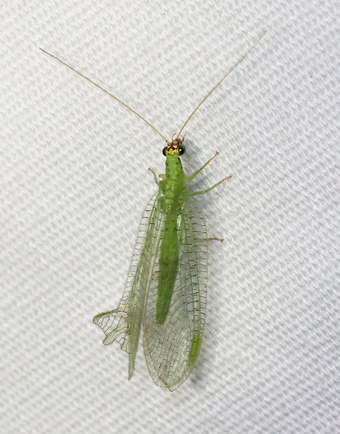 Golden-eyed Lacewing - Chrysopa oculata It didn&#039;t seem to be bothered by its crumpled wing.<br />
<br />
Habitat: Attracted to a light; semi-rural area Chrysopa,Chrysopa oculata,Chrysopidae,Geotagged,Golden-eyed lacewing,Summer,United States,green lacewing,lacewing