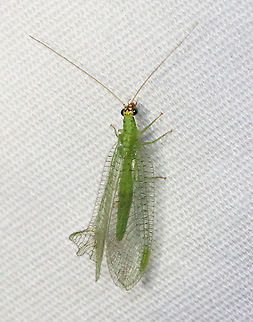 Golden-eyed Lacewing - Chrysopa oculata It didn't seem to be bothered by its crumpled wing.

Habitat: Attracted to a light; semi-rural area Chrysopa,Chrysopa oculata,Chrysopidae,Geotagged,Golden-eyed lacewing,Summer,United States,green lacewing,lacewing