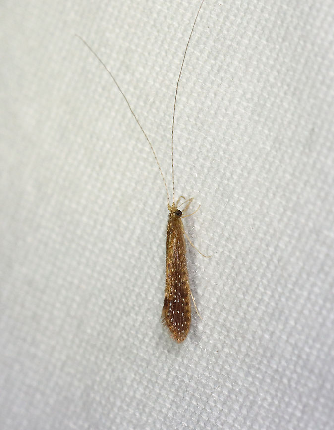 Caddisfly - Trichoptera, Setodes sp., possibly Setodes incertus This caddisfly was so beautiful! I hope I can get it IDed, but haven&#039;t had any luck so far. It&#039;s in the genus Setodes, but there are very few images of them online.<br />
<br />
Habitat: Attracted to a light; semi-rural area Geotagged,Setodes,Summer,Trichoptera,United States,caddisfly
