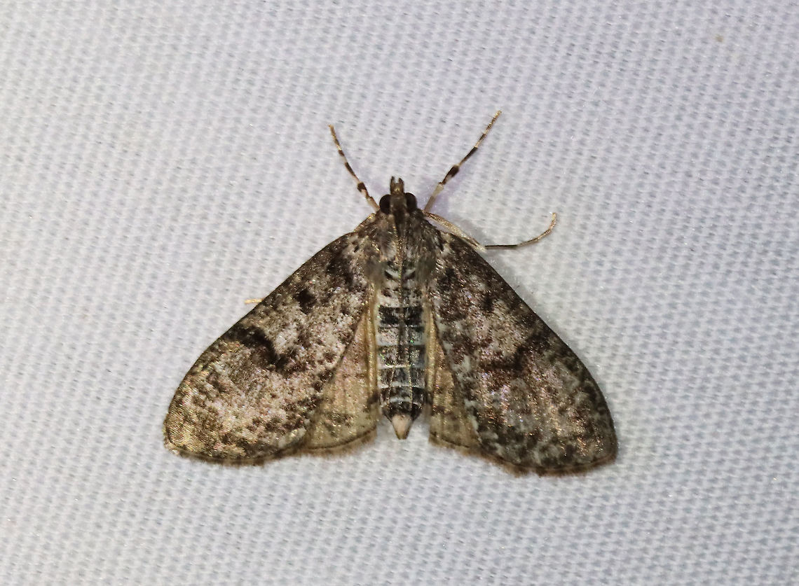 Splendid Palpita - Palpita magniferalis TL: ~15 mm. Tan FW with brown speckles and blotches. Host: Ash. Status: Common.<br />
<br />
Habitat: Attracted to LED lights (365+395 nm) in a semi-rural area<br />
<br />
2021(d) Geotagged,Moth Week 2021,Palpita,Palpita magniferalis,Pyralidae,Splendid palpita snout moth,Summer,United States,moth