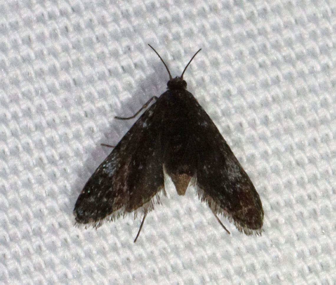 Black Duckweed Moth - Elophila tinealis TL: 5 mm. Tiny, blackish forewing with whitish blue spots in median area. Short antennae.<br />
<br />
Habitat: Attracted to 365+395 nm LED lights in a semi-rural area.<br />
<br />
2021(171)<br />
<br />
 Black Duckweed Moth,Crambidae,Elophila,Elophila tinealis,Geotagged,Moth Week 2021,Summer,United States,moth