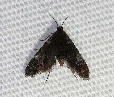 Black Duckweed Moth - Elophila tinealis TL: 5 mm. Tiny, blackish forewing with whitish blue spots in median area. Short antennae.

Habitat: Attracted to 365+395 nm LED lights in a semi-rural area.

2021(171)

 Black Duckweed Moth,Crambidae,Elophila,Elophila tinealis,Geotagged,Moth Week 2021,Summer,United States,moth