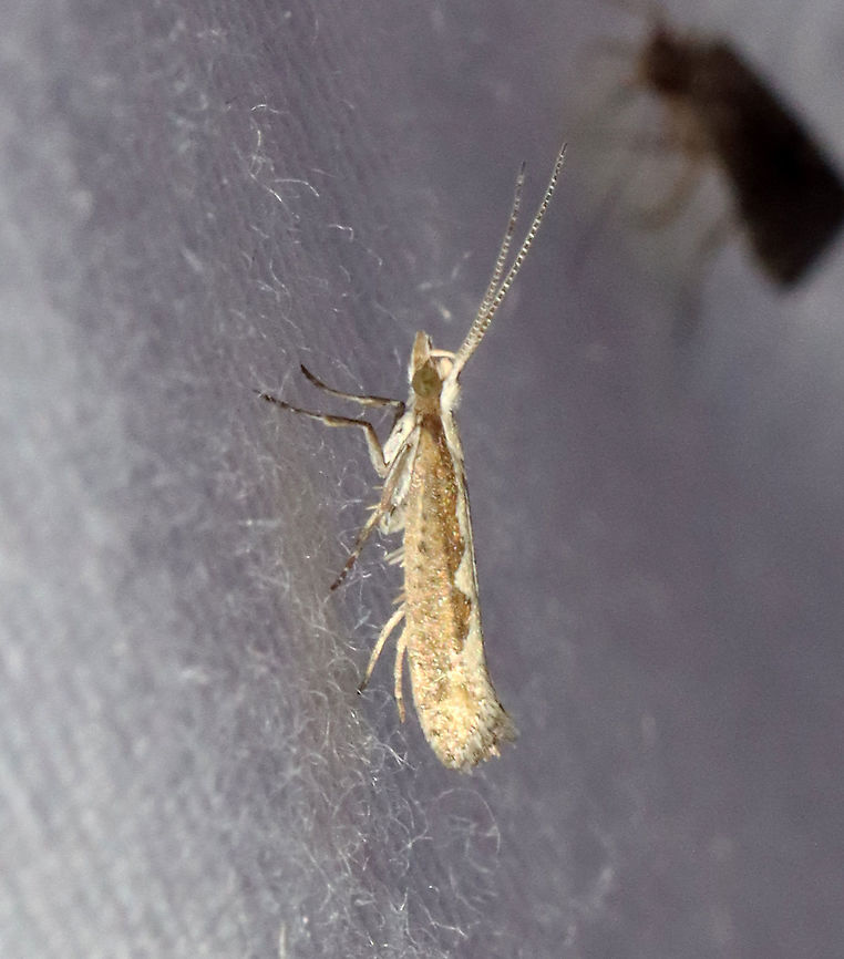 Diamondback moth - Plutella xylostella TL: ~7 mm. Forewing is dark brown with a jagged ochre stripe along the inner margin.<br />
<br />
Habitat: Attracted to 365+395 nm LED lights in a semi-rural area.<br />
<br />
2021(172) Diamondback moth,Geotagged,Moth Week 2021,Plutella,Plutella xylostella,Summer,United States,moth