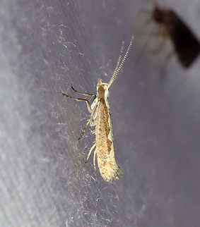 Diamondback moth - Plutella xylostella TL: ~7 mm. Forewing is dark brown with a jagged ochre stripe along the inner margin.

Habitat: Attracted to 365+395 nm LED lights in a semi-rural area.

2021(172) Diamondback moth,Geotagged,Moth Week 2021,Plutella,Plutella xylostella,Summer,United States,moth