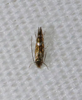 Superfamily Gelechioidea, maybe Mompha sp.? 
Habitat: Attracted to 365+395 nm LED lights in a semi-rural area.

2021() Geotagged,Moth Week 2021,Summer,United States,moth