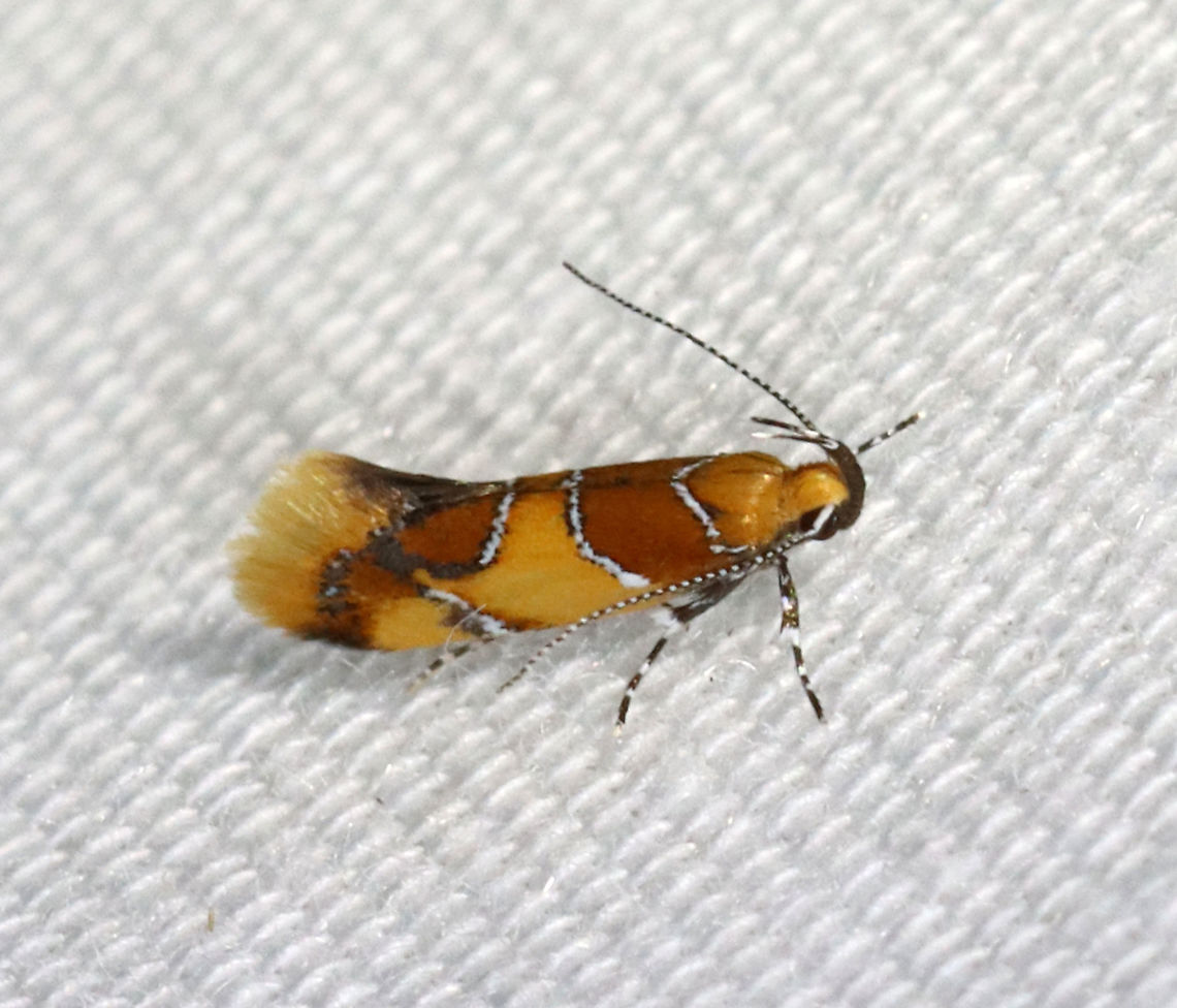 Orange-headed Epicallima Moth - Epicallima argenticinctella TL: ~5 mm. Yellow/orange forewing has a brown basal area and shading in the subterminal area . Silver lines are slightly bent.<br />
<br />
Habitat: Attracted to 365+395 nm LED lights in a semi-rural area<br />
<br />
2021 (d)<br />
<br />
 Epicallima,Epicallima argenticinctella,Geotagged,Moth Week 2021,Oecophoridae,Orange-headed Epicallima Moth,Summer,United States,moth