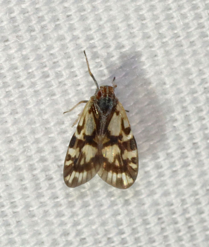 Cixiid Planthopper - Bothriocera cognita Habitat: Attracted to a light in a semi-rural area Bothriocera,Bothriocera cognita,Cixiidae,Geotagged,Summer,United States,planthopper