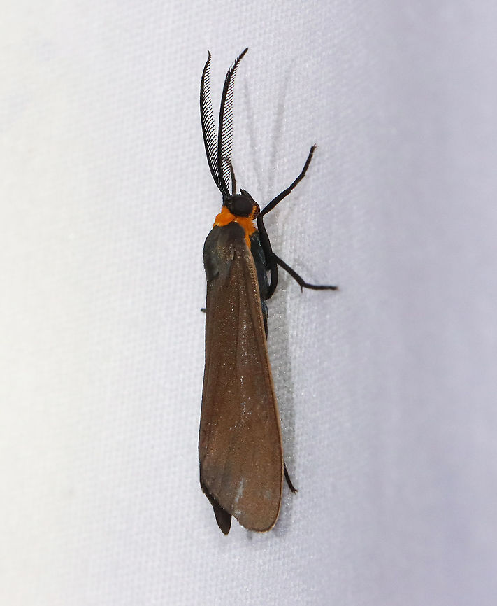 Orange-collared Scape Moth (Cisseps fulvicollis) TL: ~15 mm. Narrow, brown FW with yellow streak that extends along basal half of costa. Orange collar on thorax. Hosts: Grass, lichen, and spike-rush.<br />
<br />
Habitat: Attracted to 365+395 nm LED lights in a semi-rural area<br />
<br />
2021(d) Arctiidae,Cisseps,Cisseps fulvicollis,Geotagged,Moth Week 2021,Orange-collared Scape Moth,Summer,United States,moth