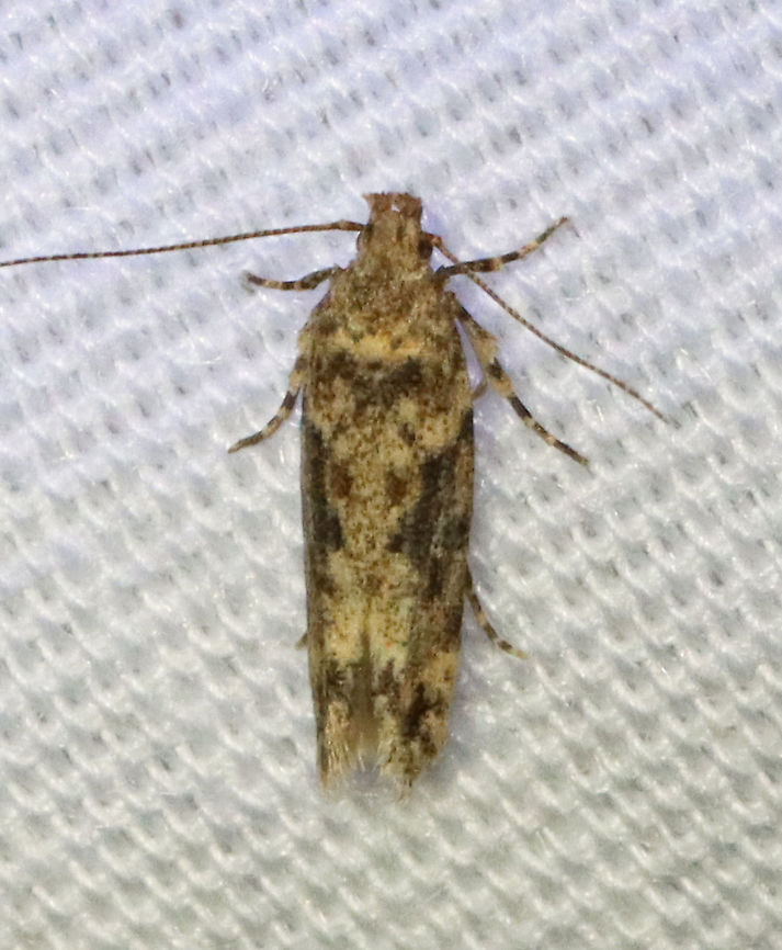 Boxelder Leafworm Moth - Chionodes obscurusella Habitat: Attracted to 365+395 nm LED lights in a semi-rural area<br />
<br />
2021(d) Boxelder Leafworm Moth,Chionodes,Chionodes obscurusella,Geotagged,Moth Week 2021,Summer,United States,moth