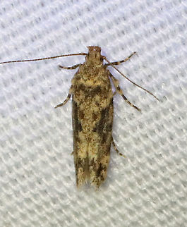 Boxelder Leafworm Moth - Chionodes obscurusella Habitat: Attracted to 365+395 nm LED lights in a semi-rural area

2021(d) Boxelder Leafworm Moth,Chionodes,Chionodes obscurusella,Geotagged,Moth Week 2021,Summer,United States,moth