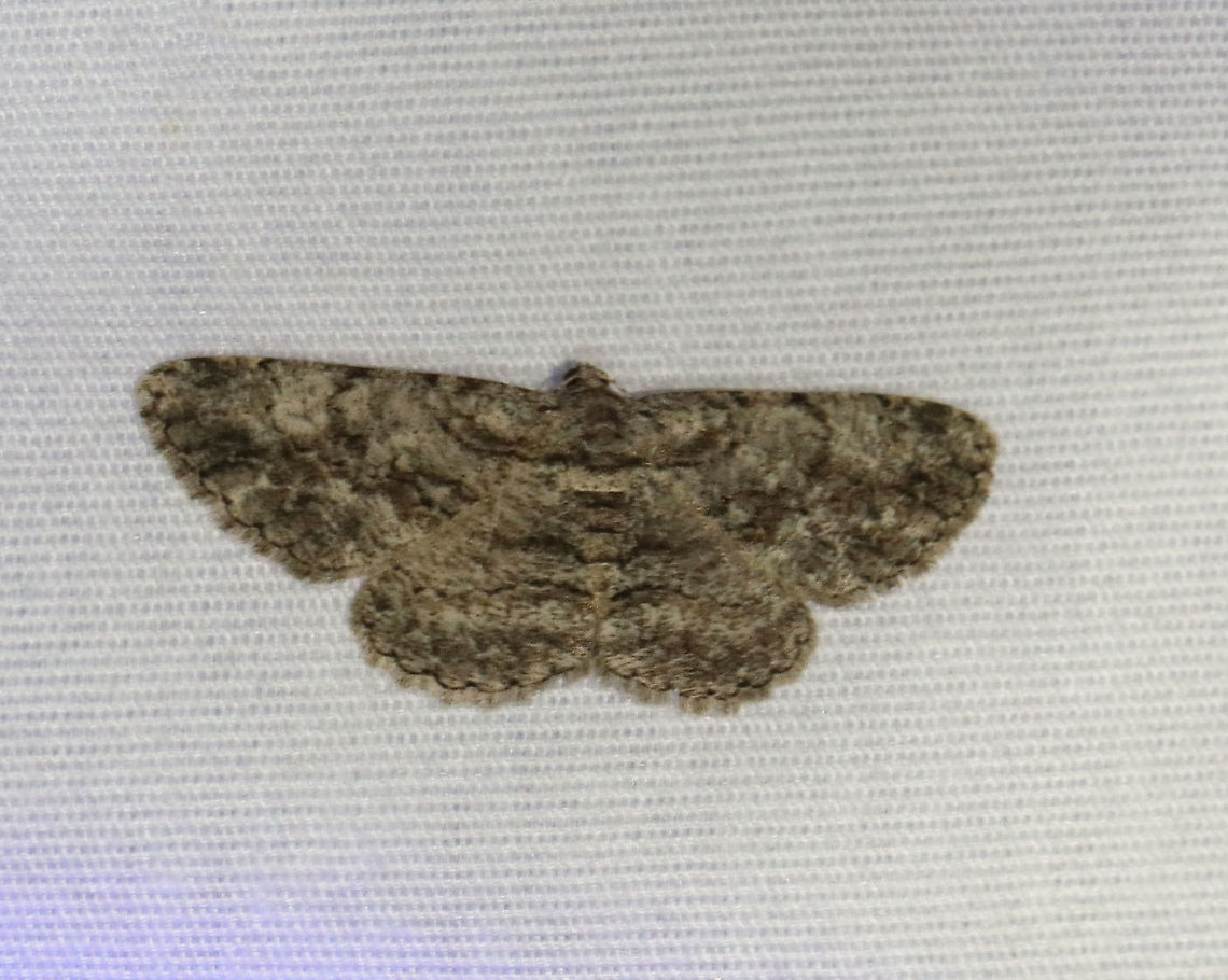 Common Gray - Anavitrinella pampinaria Gray moth with black mottling. The first abdominal segment has a pale whitish band that is bordered proximally by a black line - this black line extends onto the base of the hindwing and forewing, then curves forward, but usually breaks before reaching the costa. Postmedian line is wavy.<br />
<br />
Habitat: Attracted to 365+395 nm LED lights in a semi-rural area<br />
<br />
2021(174) Anavitrinella,Anavitrinella pampinaria,Common gray,Geometridae,Geotagged,Moth Week 2021,Summer,United States,moth