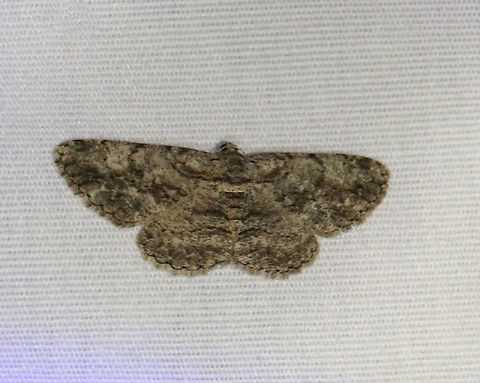 Common Gray - Anavitrinella pampinaria Gray moth with black mottling. The first abdominal segment has a pale whitish band that is bordered proximally by a black line - this black line extends onto the base of the hindwing and forewing, then curves forward, but usually breaks before reaching the costa. Postmedian line is wavy.

Habitat: Attracted to 365+395 nm LED lights in a semi-rural area

2021(174) Anavitrinella,Anavitrinella pampinaria,Common gray,Geometridae,Geotagged,Moth Week 2021,Summer,United States,moth