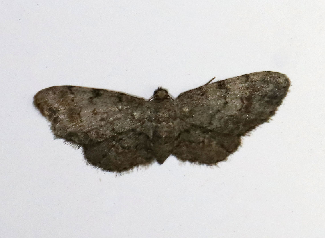 Texas Gray Moth (Glenoides texanaria) <br />
Habitat: Attracted to 365+395 nm LED lights in a semi-rural area<br />
<br />
2021(d) Geometridae,Geotagged,Glenoides,Glenoides texanaria,Moth Week 2021,Summer,Texas Gray,United States,moth