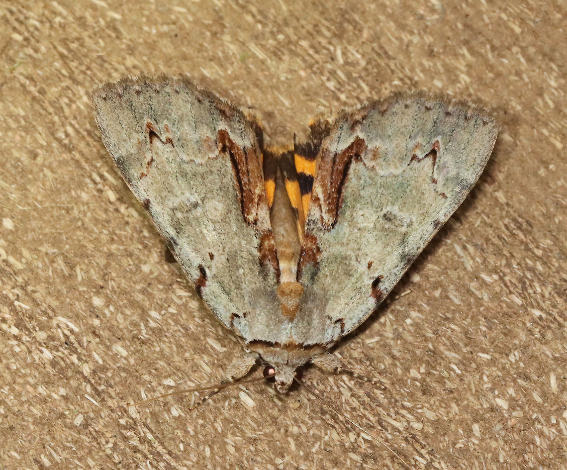 Woody Underwing - Catocala grynea TL: ~25 mm. Chestnut streak along inner margin. Fragmented AM and PM lines widen at costa. HW is golden yellow with black bands and checkered fringe. Hosts: Apple, cherry, hawthorn, and plum. Status: Common.<br />
<br />
Habitat: Attracted to 365+395 nm LED lights in a semi-rural area<br />
<br />
2021(175) Catocala,Catocala grynea,Erebidae,Geotagged,Moth Week 2021,Summer,United States,Woody Underwing,moth,underwing