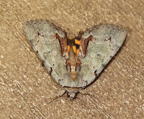 Woody Underwing - Catocala grynea TL: ~25 mm. Chestnut streak along inner margin. Fragmented AM and PM lines widen at costa. HW is golden yellow with black bands and checkered fringe. Hosts: Apple, cherry, hawthorn, and plum. Status: Common.

Habitat: Attracted to 365+395 nm LED lights in a semi-rural area

2021(175) Catocala,Catocala grynea,Erebidae,Geotagged,Moth Week 2021,Summer,United States,Woody Underwing,moth,underwing