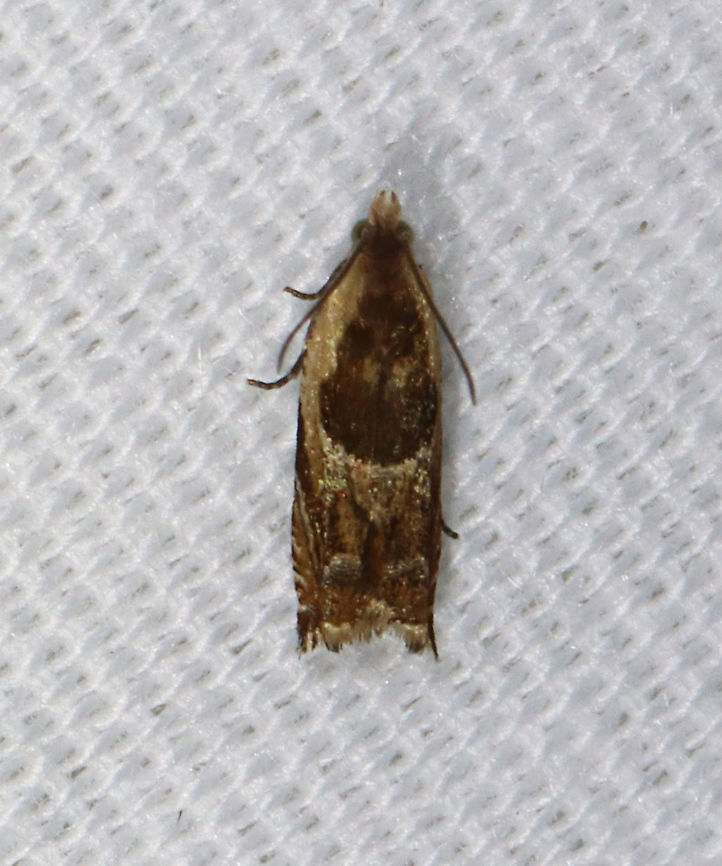 Black-marked Ancylis - Ancylis metamelana *Tentative ID<br />
<br />
I'm struggling to decide if this is Ancylis metamelana or Ancylis burgessiana. The first makes sense, but the second is more abundant locally. And, there are some A. burgessiana that are dark. It could also be A. brauni.<br />
<br />
Habitat: Attracted to 365+395 nm LED lights in a semi-rural area<br />
<br />
2021() Ancylis,Ancylis metamelana,Black-marked Ancylis,Geotagged,Moth Week 2021,Summer,United States,moth