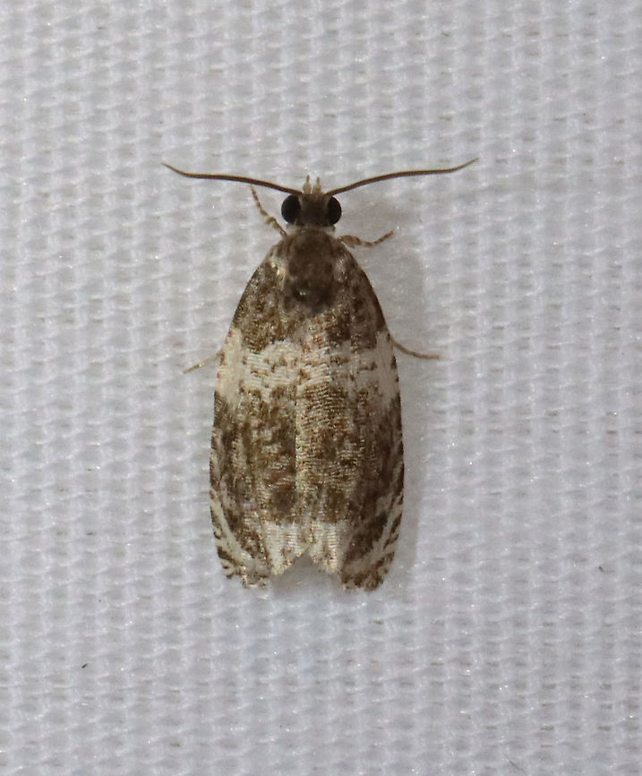 Banded Olethreutes - Olethreutes fasciatana TL: 8 mm. Dark brown FW with lighter highlights along silvery lines. AM line is broadly edged white. Hosts: Poplar and willow. Status: Common.<br />
<br />
Habitat: Attracted to 365+395 nm LED lights in a semi-rural area<br />
2021(d) Banded Olethreutes,Geotagged,Moth Week 2021,Olethreutes,Olethreutes fasciatana,Summer,Tortricidae,United States,moth