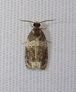 Banded Olethreutes - Olethreutes fasciatana TL: 8 mm. Dark brown FW with lighter highlights along silvery lines. AM line is broadly edged white. Hosts: Poplar and willow. Status: Common.

Habitat: Attracted to 365+395 nm LED lights in a semi-rural area
2021(d) Banded Olethreutes,Geotagged,Moth Week 2021,Olethreutes,Olethreutes fasciatana,Summer,Tortricidae,United States,moth