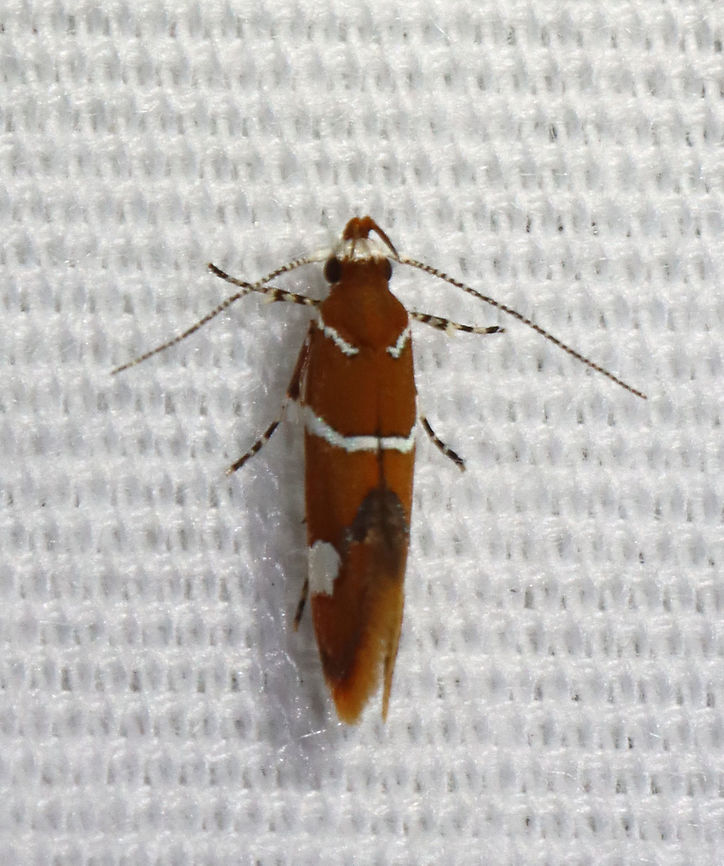 Suzuki's Promalactis Moth - Promalactis suzukiella TL: ~3 mm. Reddish brown moth with white stripes outlined in black. Each forewing had a white spot, also outlined in black. Flared wings.<br />
<br />
Habitat: Attracted to 365+395 nm LED lights in a semi-rural area<br />
<br />
2021(176) Geotagged,Moth Week 2021,Oecophoridae,Promalactis,Promalactis suzukiella,Summer,Suzuki's promolactis moth,United States,moth