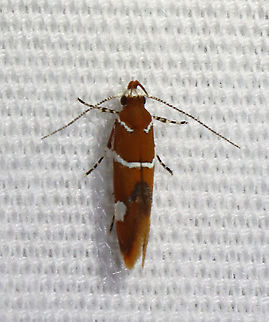 Suzuki's Promalactis Moth - Promalactis suzukiella TL: ~3 mm. Reddish brown moth with white stripes outlined in black. Each forewing had a white spot, also outlined in black. Flared wings.

Habitat: Attracted to 365+395 nm LED lights in a semi-rural area

2021(176) Geotagged,Moth Week 2021,Oecophoridae,Promalactis,Promalactis suzukiella,Summer,Suzuki's promolactis moth,United States,moth