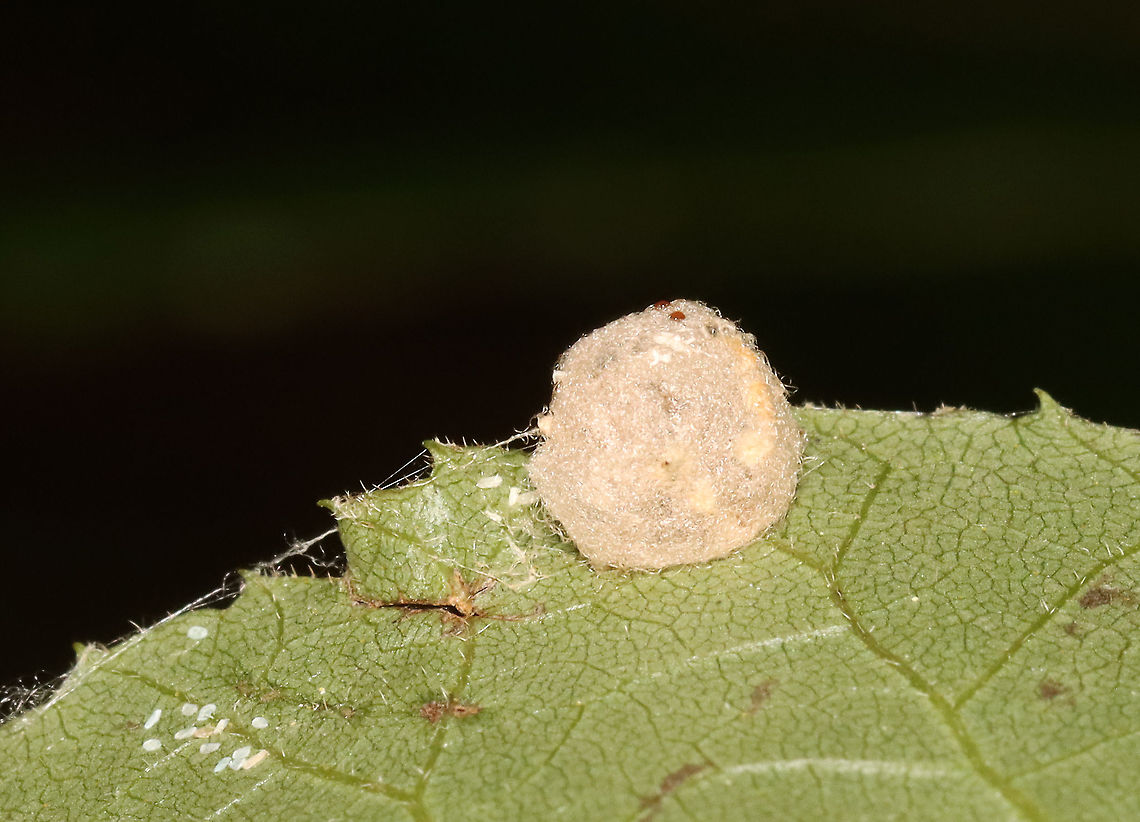 Spider Egg Sac? This egg sac was very fuzzy! I couldn&#039;t make out the details in person because it was raining and the woods were so dark. But, it looks like the white bites to the left of the egg sac might be related to the sac? It also had some red, liquid drops on top of the sac.  <br />
<br />
I&#039;m assuming for now that this is a spider&#039;s egg sac, but it could be something else...<br />
<br />
Habitat: Adhered to a leaf; coniferous forest/swamp edge Geotagged,Summer,United States,egg,egg sac