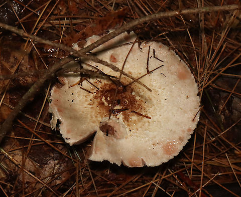 Agaricus sp. - Maybe Agaricus subrutilescens or Agaricus sylvaticus? Possible IDs are guesses for now.

Habitat: Coniferous forest; swamp edge
https://www.jungledragon.com/image/119770/agaricus_sp._-_maybe_agaricus_subrutilescens_or_agaricus_sylvaticus.html
https://www.jungledragon.com/image/119773/agaricus_sp._-_maybe_agaricus_subrutilescens_or_agaricus_sylvaticus.html
https://www.jungledragon.com/image/119771/agaricus_sp._-_maybe_agaricus_subrutilescens_or_agaricus_sylvaticus.html
https://www.jungledragon.com/image/119772/agaricus_sp._-_maybe_agaricus_subrutilescens_or_agaricus_sylvaticus.html Geotagged,Summer,United States