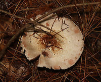 Agaricus sp. - Maybe Agaricus subrutilescens or Agaricus sylvaticus? Possible IDs are guesses for now.<br />
<br />
Habitat: Coniferous forest; swamp edge<br />
https://www.jungledragon.com/image/119770/agaricus_sp._-_maybe_agaricus_subrutilescens_or_agaricus_sylvaticus.html<br />
https://www.jungledragon.com/image/119773/agaricus_sp._-_maybe_agaricus_subrutilescens_or_agaricus_sylvaticus.html<br />
https://www.jungledragon.com/image/119771/agaricus_sp._-_maybe_agaricus_subrutilescens_or_agaricus_sylvaticus.html<br />
https://www.jungledragon.com/image/119772/agaricus_sp._-_maybe_agaricus_subrutilescens_or_agaricus_sylvaticus.html Geotagged,Summer,United States