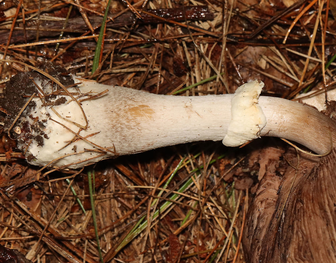 Agaricus sp. - Maybe Agaricus subrutilescens or Agaricus sylvaticus? Possible IDs are guesses for now.<br />
<br />
Habitat: Coniferous forest; swamp edge<br />
<br />
<figure class="photo"><a href="https://www.jungledragon.com/image/119770/agaricus_sp._-_maybe_agaricus_subrutilescens_or_agaricus_sylvaticus.html" title="Agaricus sp. - Maybe Agaricus subrutilescens or Agaricus sylvaticus?"><img src="https://s3.amazonaws.com/media.jungledragon.com/images/3232/119770_thumb.jpg?AWSAccessKeyId=05GMT0V3GWVNE7GGM1R2&Expires=1759968010&Signature=G7%2Bj%2B2XZighOOYtjIxDYMyBZRwc%3D" width="200" height="164" alt="Agaricus sp. - Maybe Agaricus subrutilescens or Agaricus sylvaticus? Possible IDs are guesses for now.<br />
<br />
Habitat: Coniferous forest; swamp edge<br />
https://www.jungledragon.com/image/119770/agaricus_sp._-_maybe_agaricus_subrutilescens_or_agaricus_sylvaticus.html<br />
https://www.jungledragon.com/image/119773/agaricus_sp._-_maybe_agaricus_subrutilescens_or_agaricus_sylvaticus.html<br />
https://www.jungledragon.com/image/119771/agaricus_sp._-_maybe_agaricus_subrutilescens_or_agaricus_sylvaticus.html<br />
https://www.jungledragon.com/image/119772/agaricus_sp._-_maybe_agaricus_subrutilescens_or_agaricus_sylvaticus.html Geotagged,Summer,United States" /></a></figure><br />
<figure class="photo"><a href="https://www.jungledragon.com/image/119773/agaricus_sp._-_maybe_agaricus_subrutilescens_or_agaricus_sylvaticus.html" title="Agaricus sp. - Maybe Agaricus subrutilescens or Agaricus sylvaticus?"><img src="https://s3.amazonaws.com/media.jungledragon.com/images/3232/119773_thumb.jpg?AWSAccessKeyId=05GMT0V3GWVNE7GGM1R2&Expires=1759968010&Signature=KXJPa80U8KdsosePtdpQYhLQOTo%3D" width="106" height="152" alt="Agaricus sp. - Maybe Agaricus subrutilescens or Agaricus sylvaticus? Possible IDs are guesses for now.<br />
<br />
Habitat: Coniferous forest; swamp edge<br />
<br />
https://www.jungledragon.com/image/119770/agaricus_sp._-_maybe_agaricus_subrutilescens_or_agaricus_sylvaticus.html<br />
https://www.jungledragon.com/image/119773/agaricus_sp._-_maybe_agaricus_subrutilescens_or_agaricus_sylvaticus.html<br />
https://www.jungledragon.com/image/119771/agaricus_sp._-_maybe_agaricus_subrutilescens_or_agaricus_sylvaticus.html<br />
https://www.jungledragon.com/image/119772/agaricus_sp._-_maybe_agaricus_subrutilescens_or_agaricus_sylvaticus.html Geotagged,Summer,United States" /></a></figure><br />
<figure class="photo"><a href="https://www.jungledragon.com/image/119771/agaricus_sp._-_maybe_agaricus_subrutilescens_or_agaricus_sylvaticus.html" title="Agaricus sp. - Maybe Agaricus subrutilescens or Agaricus sylvaticus?"><img src="https://s3.amazonaws.com/media.jungledragon.com/images/3232/119771_thumb.jpg?AWSAccessKeyId=05GMT0V3GWVNE7GGM1R2&Expires=1759968010&Signature=X%2Bw6S09IMwGghPX1fktWIN%2BWZpM%3D" width="200" height="158" alt="Agaricus sp. - Maybe Agaricus subrutilescens or Agaricus sylvaticus? Possible IDs are guesses for now.<br />
<br />
Habitat: Coniferous forest; swamp edge<br />
<br />
https://www.jungledragon.com/image/119770/agaricus_sp._-_maybe_agaricus_subrutilescens_or_agaricus_sylvaticus.html<br />
https://www.jungledragon.com/image/119773/agaricus_sp._-_maybe_agaricus_subrutilescens_or_agaricus_sylvaticus.html<br />
https://www.jungledragon.com/image/119771/agaricus_sp._-_maybe_agaricus_subrutilescens_or_agaricus_sylvaticus.html<br />
https://www.jungledragon.com/image/119772/agaricus_sp._-_maybe_agaricus_subrutilescens_or_agaricus_sylvaticus.html Geotagged,Summer,United States" /></a></figure><br />
<figure class="photo"><a href="https://www.jungledragon.com/image/119772/agaricus_sp._-_maybe_agaricus_subrutilescens_or_agaricus_sylvaticus.html" title="Agaricus sp. - Maybe Agaricus subrutilescens or Agaricus sylvaticus?"><img src="https://s3.amazonaws.com/media.jungledragon.com/images/3232/119772_thumb.jpg?AWSAccessKeyId=05GMT0V3GWVNE7GGM1R2&Expires=1759968010&Signature=3ZKCZqA%2BJRPtm91bU87TCPMYhTI%3D" width="200" height="132" alt="Agaricus sp. - Maybe Agaricus subrutilescens or Agaricus sylvaticus? Possible IDs are guesses for now.<br />
<br />
Habitat: Coniferous forest; swamp edge<br />
<br />
https://www.jungledragon.com/image/119770/agaricus_sp._-_maybe_agaricus_subrutilescens_or_agaricus_sylvaticus.html<br />
https://www.jungledragon.com/image/119773/agaricus_sp._-_maybe_agaricus_subrutilescens_or_agaricus_sylvaticus.html<br />
https://www.jungledragon.com/image/119771/agaricus_sp._-_maybe_agaricus_subrutilescens_or_agaricus_sylvaticus.html<br />
https://www.jungledragon.com/image/119772/agaricus_sp._-_maybe_agaricus_subrutilescens_or_agaricus_sylvaticus.html Agaricales,Agaricus,Geotagged,Summer,United States,fungus,mushrooms" /></a></figure> Geotagged,Summer,United States