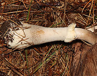 Agaricus sp. - Maybe Agaricus subrutilescens or Agaricus sylvaticus? Possible IDs are guesses for now.<br />
<br />
Habitat: Coniferous forest; swamp edge<br />
<br />
https://www.jungledragon.com/image/119770/agaricus_sp._-_maybe_agaricus_subrutilescens_or_agaricus_sylvaticus.html<br />
https://www.jungledragon.com/image/119773/agaricus_sp._-_maybe_agaricus_subrutilescens_or_agaricus_sylvaticus.html<br />
https://www.jungledragon.com/image/119771/agaricus_sp._-_maybe_agaricus_subrutilescens_or_agaricus_sylvaticus.html<br />
https://www.jungledragon.com/image/119772/agaricus_sp._-_maybe_agaricus_subrutilescens_or_agaricus_sylvaticus.html Geotagged,Summer,United States