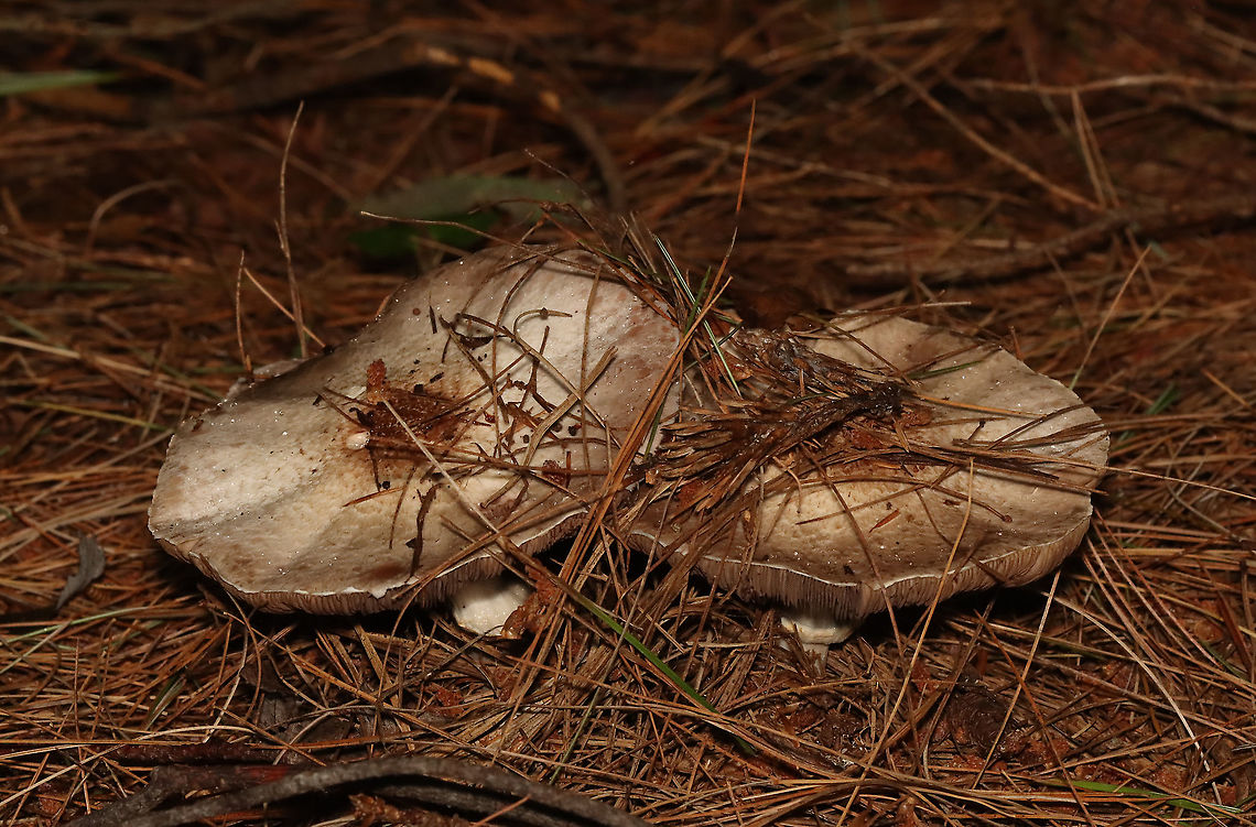 Agaricus sp. - Maybe Agaricus subrutilescens or Agaricus sylvaticus? Possible IDs are guesses for now.<br />
<br />
Habitat: Coniferous forest; swamp edge<br />
<br />
<figure class="photo"><a href="https://www.jungledragon.com/image/119770/agaricus_sp._-_maybe_agaricus_subrutilescens_or_agaricus_sylvaticus.html" title="Agaricus sp. - Maybe Agaricus subrutilescens or Agaricus sylvaticus?"><img src="https://s3.amazonaws.com/media.jungledragon.com/images/3232/119770_thumb.jpg?AWSAccessKeyId=05GMT0V3GWVNE7GGM1R2&Expires=1769040010&Signature=G%2BneSfzA2cvbxwpnT2%2BvouZbsP8%3D" width="200" height="164" alt="Agaricus sp. - Maybe Agaricus subrutilescens or Agaricus sylvaticus? Possible IDs are guesses for now.<br />
<br />
Habitat: Coniferous forest; swamp edge<br />
https://www.jungledragon.com/image/119770/agaricus_sp._-_maybe_agaricus_subrutilescens_or_agaricus_sylvaticus.html<br />
https://www.jungledragon.com/image/119773/agaricus_sp._-_maybe_agaricus_subrutilescens_or_agaricus_sylvaticus.html<br />
https://www.jungledragon.com/image/119771/agaricus_sp._-_maybe_agaricus_subrutilescens_or_agaricus_sylvaticus.html<br />
https://www.jungledragon.com/image/119772/agaricus_sp._-_maybe_agaricus_subrutilescens_or_agaricus_sylvaticus.html Geotagged,Summer,United States" /></a></figure><br />
<figure class="photo"><a href="https://www.jungledragon.com/image/119773/agaricus_sp._-_maybe_agaricus_subrutilescens_or_agaricus_sylvaticus.html" title="Agaricus sp. - Maybe Agaricus subrutilescens or Agaricus sylvaticus?"><img src="https://s3.amazonaws.com/media.jungledragon.com/images/3232/119773_thumb.jpg?AWSAccessKeyId=05GMT0V3GWVNE7GGM1R2&Expires=1769040010&Signature=1BoqFx7ys7QEgBPDKmJKlgXR52w%3D" width="106" height="152" alt="Agaricus sp. - Maybe Agaricus subrutilescens or Agaricus sylvaticus? Possible IDs are guesses for now.<br />
<br />
Habitat: Coniferous forest; swamp edge<br />
<br />
https://www.jungledragon.com/image/119770/agaricus_sp._-_maybe_agaricus_subrutilescens_or_agaricus_sylvaticus.html<br />
https://www.jungledragon.com/image/119773/agaricus_sp._-_maybe_agaricus_subrutilescens_or_agaricus_sylvaticus.html<br />
https://www.jungledragon.com/image/119771/agaricus_sp._-_maybe_agaricus_subrutilescens_or_agaricus_sylvaticus.html<br />
https://www.jungledragon.com/image/119772/agaricus_sp._-_maybe_agaricus_subrutilescens_or_agaricus_sylvaticus.html Geotagged,Summer,United States" /></a></figure><br />
<figure class="photo"><a href="https://www.jungledragon.com/image/119771/agaricus_sp._-_maybe_agaricus_subrutilescens_or_agaricus_sylvaticus.html" title="Agaricus sp. - Maybe Agaricus subrutilescens or Agaricus sylvaticus?"><img src="https://s3.amazonaws.com/media.jungledragon.com/images/3232/119771_thumb.jpg?AWSAccessKeyId=05GMT0V3GWVNE7GGM1R2&Expires=1769040010&Signature=U0COVmJ3J6EGinNdVvOHP31HQ8U%3D" width="200" height="158" alt="Agaricus sp. - Maybe Agaricus subrutilescens or Agaricus sylvaticus? Possible IDs are guesses for now.<br />
<br />
Habitat: Coniferous forest; swamp edge<br />
<br />
https://www.jungledragon.com/image/119770/agaricus_sp._-_maybe_agaricus_subrutilescens_or_agaricus_sylvaticus.html<br />
https://www.jungledragon.com/image/119773/agaricus_sp._-_maybe_agaricus_subrutilescens_or_agaricus_sylvaticus.html<br />
https://www.jungledragon.com/image/119771/agaricus_sp._-_maybe_agaricus_subrutilescens_or_agaricus_sylvaticus.html<br />
https://www.jungledragon.com/image/119772/agaricus_sp._-_maybe_agaricus_subrutilescens_or_agaricus_sylvaticus.html Geotagged,Summer,United States" /></a></figure><br />
<figure class="photo"><a href="https://www.jungledragon.com/image/119772/agaricus_sp._-_maybe_agaricus_subrutilescens_or_agaricus_sylvaticus.html" title="Agaricus sp. - Maybe Agaricus subrutilescens or Agaricus sylvaticus?"><img src="https://s3.amazonaws.com/media.jungledragon.com/images/3232/119772_thumb.jpg?AWSAccessKeyId=05GMT0V3GWVNE7GGM1R2&Expires=1769040010&Signature=O92ughwOFBL1Obc6tQFT%2BB4mnk4%3D" width="200" height="132" alt="Agaricus sp. - Maybe Agaricus subrutilescens or Agaricus sylvaticus? Possible IDs are guesses for now.<br />
<br />
Habitat: Coniferous forest; swamp edge<br />
<br />
https://www.jungledragon.com/image/119770/agaricus_sp._-_maybe_agaricus_subrutilescens_or_agaricus_sylvaticus.html<br />
https://www.jungledragon.com/image/119773/agaricus_sp._-_maybe_agaricus_subrutilescens_or_agaricus_sylvaticus.html<br />
https://www.jungledragon.com/image/119771/agaricus_sp._-_maybe_agaricus_subrutilescens_or_agaricus_sylvaticus.html<br />
https://www.jungledragon.com/image/119772/agaricus_sp._-_maybe_agaricus_subrutilescens_or_agaricus_sylvaticus.html Agaricales,Agaricus,Geotagged,Summer,United States,fungus,mushrooms" /></a></figure> Agaricales,Agaricus,Geotagged,Summer,United States,fungus,mushrooms