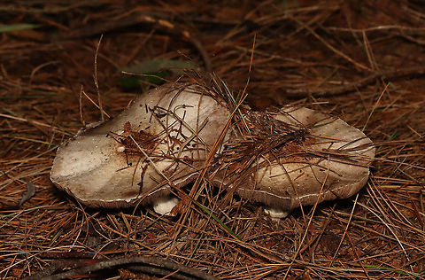 Agaricus sp. - Maybe Agaricus subrutilescens or Agaricus sylvaticus? Possible IDs are guesses for now.

Habitat: Coniferous forest; swamp edge

https://www.jungledragon.com/image/119770/agaricus_sp._-_maybe_agaricus_subrutilescens_or_agaricus_sylvaticus.html
https://www.jungledragon.com/image/119773/agaricus_sp._-_maybe_agaricus_subrutilescens_or_agaricus_sylvaticus.html
https://www.jungledragon.com/image/119771/agaricus_sp._-_maybe_agaricus_subrutilescens_or_agaricus_sylvaticus.html
https://www.jungledragon.com/image/119772/agaricus_sp._-_maybe_agaricus_subrutilescens_or_agaricus_sylvaticus.html Agaricales,Agaricus,Geotagged,Summer,United States,fungus,mushrooms