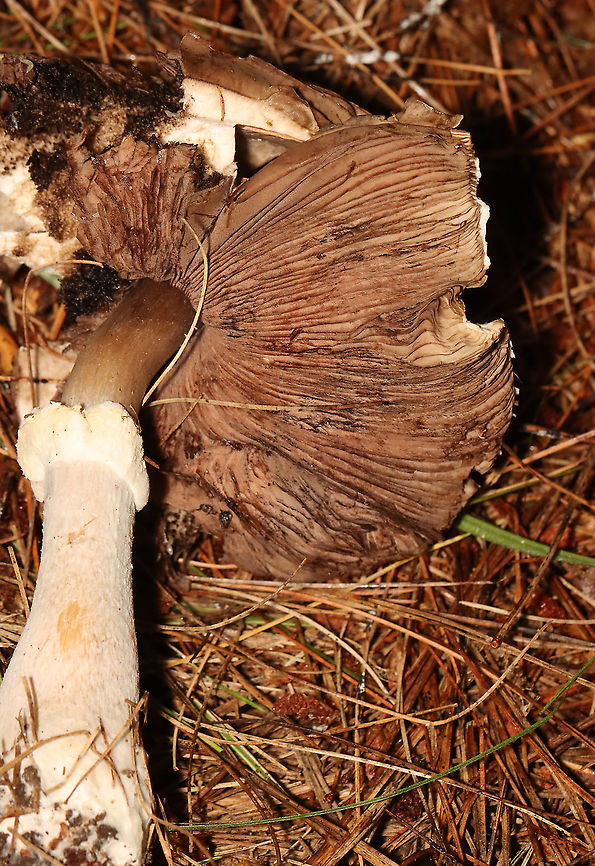 Agaricus sp. - Maybe Agaricus subrutilescens or Agaricus sylvaticus? Possible IDs are guesses for now.<br />
<br />
Habitat: Coniferous forest; swamp edge<br />
<br />
<figure class="photo"><a href="https://www.jungledragon.com/image/119770/agaricus_sp._-_maybe_agaricus_subrutilescens_or_agaricus_sylvaticus.html" title="Agaricus sp. - Maybe Agaricus subrutilescens or Agaricus sylvaticus?"><img src="https://s3.amazonaws.com/media.jungledragon.com/images/3232/119770_thumb.jpg?AWSAccessKeyId=05GMT0V3GWVNE7GGM1R2&Expires=1769040010&Signature=G%2BneSfzA2cvbxwpnT2%2BvouZbsP8%3D" width="200" height="164" alt="Agaricus sp. - Maybe Agaricus subrutilescens or Agaricus sylvaticus? Possible IDs are guesses for now.<br />
<br />
Habitat: Coniferous forest; swamp edge<br />
https://www.jungledragon.com/image/119770/agaricus_sp._-_maybe_agaricus_subrutilescens_or_agaricus_sylvaticus.html<br />
https://www.jungledragon.com/image/119773/agaricus_sp._-_maybe_agaricus_subrutilescens_or_agaricus_sylvaticus.html<br />
https://www.jungledragon.com/image/119771/agaricus_sp._-_maybe_agaricus_subrutilescens_or_agaricus_sylvaticus.html<br />
https://www.jungledragon.com/image/119772/agaricus_sp._-_maybe_agaricus_subrutilescens_or_agaricus_sylvaticus.html Geotagged,Summer,United States" /></a></figure><br />
<figure class="photo"><a href="https://www.jungledragon.com/image/119773/agaricus_sp._-_maybe_agaricus_subrutilescens_or_agaricus_sylvaticus.html" title="Agaricus sp. - Maybe Agaricus subrutilescens or Agaricus sylvaticus?"><img src="https://s3.amazonaws.com/media.jungledragon.com/images/3232/119773_thumb.jpg?AWSAccessKeyId=05GMT0V3GWVNE7GGM1R2&Expires=1769040010&Signature=1BoqFx7ys7QEgBPDKmJKlgXR52w%3D" width="106" height="152" alt="Agaricus sp. - Maybe Agaricus subrutilescens or Agaricus sylvaticus? Possible IDs are guesses for now.<br />
<br />
Habitat: Coniferous forest; swamp edge<br />
<br />
https://www.jungledragon.com/image/119770/agaricus_sp._-_maybe_agaricus_subrutilescens_or_agaricus_sylvaticus.html<br />
https://www.jungledragon.com/image/119773/agaricus_sp._-_maybe_agaricus_subrutilescens_or_agaricus_sylvaticus.html<br />
https://www.jungledragon.com/image/119771/agaricus_sp._-_maybe_agaricus_subrutilescens_or_agaricus_sylvaticus.html<br />
https://www.jungledragon.com/image/119772/agaricus_sp._-_maybe_agaricus_subrutilescens_or_agaricus_sylvaticus.html Geotagged,Summer,United States" /></a></figure><br />
<figure class="photo"><a href="https://www.jungledragon.com/image/119771/agaricus_sp._-_maybe_agaricus_subrutilescens_or_agaricus_sylvaticus.html" title="Agaricus sp. - Maybe Agaricus subrutilescens or Agaricus sylvaticus?"><img src="https://s3.amazonaws.com/media.jungledragon.com/images/3232/119771_thumb.jpg?AWSAccessKeyId=05GMT0V3GWVNE7GGM1R2&Expires=1769040010&Signature=U0COVmJ3J6EGinNdVvOHP31HQ8U%3D" width="200" height="158" alt="Agaricus sp. - Maybe Agaricus subrutilescens or Agaricus sylvaticus? Possible IDs are guesses for now.<br />
<br />
Habitat: Coniferous forest; swamp edge<br />
<br />
https://www.jungledragon.com/image/119770/agaricus_sp._-_maybe_agaricus_subrutilescens_or_agaricus_sylvaticus.html<br />
https://www.jungledragon.com/image/119773/agaricus_sp._-_maybe_agaricus_subrutilescens_or_agaricus_sylvaticus.html<br />
https://www.jungledragon.com/image/119771/agaricus_sp._-_maybe_agaricus_subrutilescens_or_agaricus_sylvaticus.html<br />
https://www.jungledragon.com/image/119772/agaricus_sp._-_maybe_agaricus_subrutilescens_or_agaricus_sylvaticus.html Geotagged,Summer,United States" /></a></figure><br />
<figure class="photo"><a href="https://www.jungledragon.com/image/119772/agaricus_sp._-_maybe_agaricus_subrutilescens_or_agaricus_sylvaticus.html" title="Agaricus sp. - Maybe Agaricus subrutilescens or Agaricus sylvaticus?"><img src="https://s3.amazonaws.com/media.jungledragon.com/images/3232/119772_thumb.jpg?AWSAccessKeyId=05GMT0V3GWVNE7GGM1R2&Expires=1769040010&Signature=O92ughwOFBL1Obc6tQFT%2BB4mnk4%3D" width="200" height="132" alt="Agaricus sp. - Maybe Agaricus subrutilescens or Agaricus sylvaticus? Possible IDs are guesses for now.<br />
<br />
Habitat: Coniferous forest; swamp edge<br />
<br />
https://www.jungledragon.com/image/119770/agaricus_sp._-_maybe_agaricus_subrutilescens_or_agaricus_sylvaticus.html<br />
https://www.jungledragon.com/image/119773/agaricus_sp._-_maybe_agaricus_subrutilescens_or_agaricus_sylvaticus.html<br />
https://www.jungledragon.com/image/119771/agaricus_sp._-_maybe_agaricus_subrutilescens_or_agaricus_sylvaticus.html<br />
https://www.jungledragon.com/image/119772/agaricus_sp._-_maybe_agaricus_subrutilescens_or_agaricus_sylvaticus.html Agaricales,Agaricus,Geotagged,Summer,United States,fungus,mushrooms" /></a></figure> Geotagged,Summer,United States