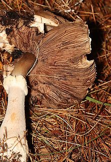 Agaricus sp. - Maybe Agaricus subrutilescens or Agaricus sylvaticus? Possible IDs are guesses for now.

Habitat: Coniferous forest; swamp edge

https://www.jungledragon.com/image/119770/agaricus_sp._-_maybe_agaricus_subrutilescens_or_agaricus_sylvaticus.html
https://www.jungledragon.com/image/119773/agaricus_sp._-_maybe_agaricus_subrutilescens_or_agaricus_sylvaticus.html
https://www.jungledragon.com/image/119771/agaricus_sp._-_maybe_agaricus_subrutilescens_or_agaricus_sylvaticus.html
https://www.jungledragon.com/image/119772/agaricus_sp._-_maybe_agaricus_subrutilescens_or_agaricus_sylvaticus.html Geotagged,Summer,United States