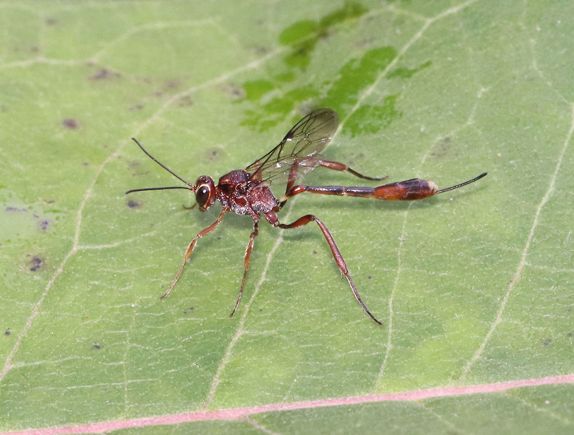 Ichneumonid Wasp - Anomalon ejuncidum *Tentative ID<br />
<br />
Habitat: Garden<br />
<br />
*Hosts are soil-dwelling larvae of Coleoptera Anomalon,Anomalon ejuncidum,Geotagged,Ichneumonid Wasp,Summer,United States,wasp
