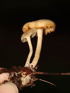 Mushrooms - Clitocybe sp. Habitat: Mixed forest; growing on leaf litter and small twigs.
https://www.jungledragon.com/image/119784/mushrooms_-_clitocybe_sp.html
https://www.jungledragon.com/image/119786/mushrooms_-_clitocybe_sp.html
https://www.jungledragon.com/image/119785/mushrooms_-_clitocybe_sp.html
 Clitocybe,Geotagged,Summer,United States,fungus,mushroom