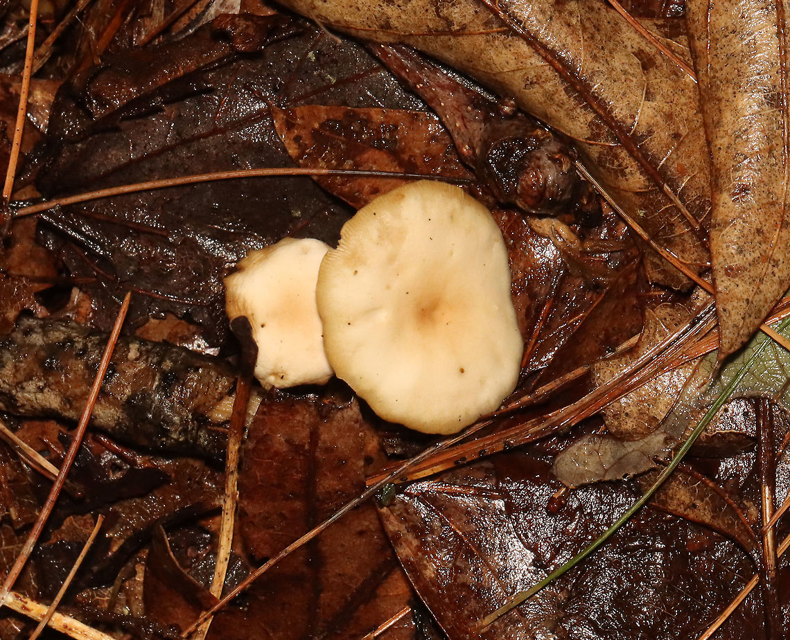 Mushrooms - Clitocybe sp. Habitat: Mixed forest; growing on leaf litter and small twigs.<br />
<figure class="photo"><a href="https://www.jungledragon.com/image/119784/mushrooms_-_clitocybe_sp.html" title="Mushrooms - Clitocybe sp."><img src="https://s3.amazonaws.com/media.jungledragon.com/images/3232/119784_thumb.jpg?AWSAccessKeyId=05GMT0V3GWVNE7GGM1R2&Expires=1759968010&Signature=yn06UwPW%2BjsfAlC1zuNI%2Bu0GSMY%3D" width="116" height="152" alt="Mushrooms - Clitocybe sp. Habitat: Mixed forest; growing on leaf litter and small twigs.<br />
https://www.jungledragon.com/image/119784/mushrooms_-_clitocybe_sp.html<br />
https://www.jungledragon.com/image/119786/mushrooms_-_clitocybe_sp.html<br />
https://www.jungledragon.com/image/119785/mushrooms_-_clitocybe_sp.html<br />
 Clitocybe,Geotagged,Summer,United States,fungus,mushroom" /></a></figure><br />
<figure class="photo"><a href="https://www.jungledragon.com/image/119786/mushrooms_-_clitocybe_sp.html" title="Mushrooms - Clitocybe sp."><img src="https://s3.amazonaws.com/media.jungledragon.com/images/3232/119786_thumb.jpg?AWSAccessKeyId=05GMT0V3GWVNE7GGM1R2&Expires=1759968010&Signature=5y6TWQjDyhS5v6roTaco9rsjtQY%3D" width="142" height="152" alt="Mushrooms - Clitocybe sp. Habitat: Mixed forest; growing on leaf litter and small twigs.<br />
https://www.jungledragon.com/image/119784/mushrooms_-_clitocybe_sp.html<br />
https://www.jungledragon.com/image/119786/mushrooms_-_clitocybe_sp.html<br />
https://www.jungledragon.com/image/119785/mushrooms_-_clitocybe_sp.html<br />
 Geotagged,Summer,United States" /></a></figure><br />
<figure class="photo"><a href="https://www.jungledragon.com/image/119785/mushrooms_-_clitocybe_sp.html" title="Mushrooms - Clitocybe sp."><img src="https://s3.amazonaws.com/media.jungledragon.com/images/3232/119785_thumb.jpg?AWSAccessKeyId=05GMT0V3GWVNE7GGM1R2&Expires=1759968010&Signature=%2FKdHKJmof5zfZ%2FUU3XbKvlWB%2Ba8%3D" width="200" height="164" alt="Mushrooms - Clitocybe sp. Habitat: Mixed forest; growing on leaf litter and small twigs.<br />
https://www.jungledragon.com/image/119784/mushrooms_-_clitocybe_sp.html<br />
https://www.jungledragon.com/image/119786/mushrooms_-_clitocybe_sp.html<br />
https://www.jungledragon.com/image/119785/mushrooms_-_clitocybe_sp.html<br />
 Geotagged,Summer,United States" /></a></figure><br />
 Geotagged,Summer,United States